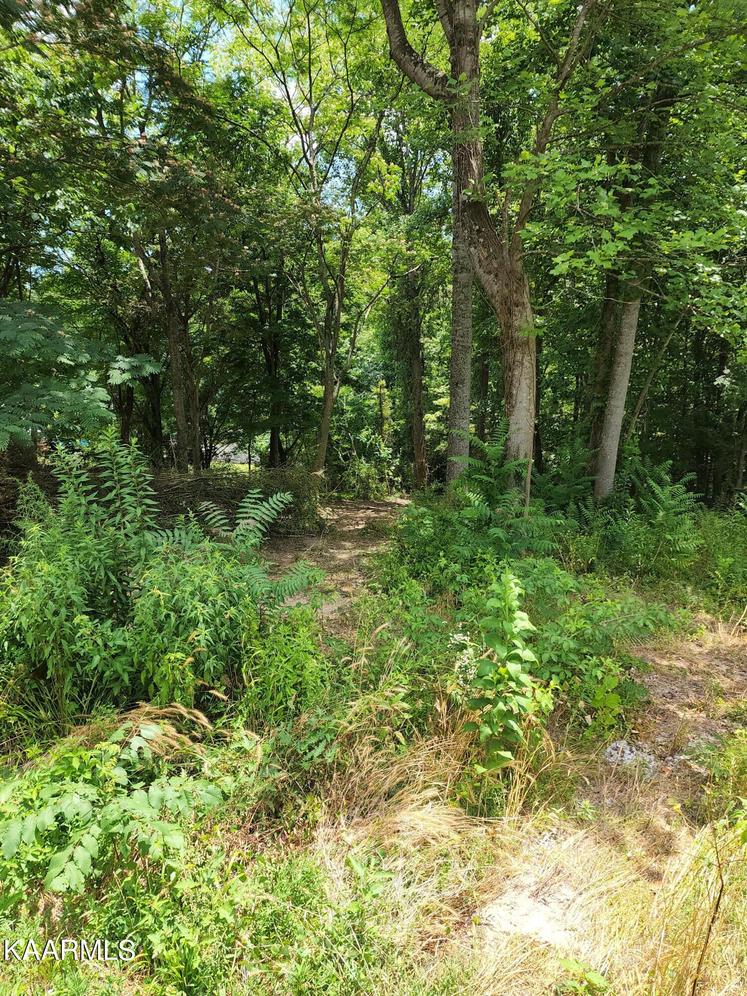 Claiborne Rd Road La Follette, TN 37766 - Photo 8 of 11 Claiborne Rd Lake Lot pic up from lake
