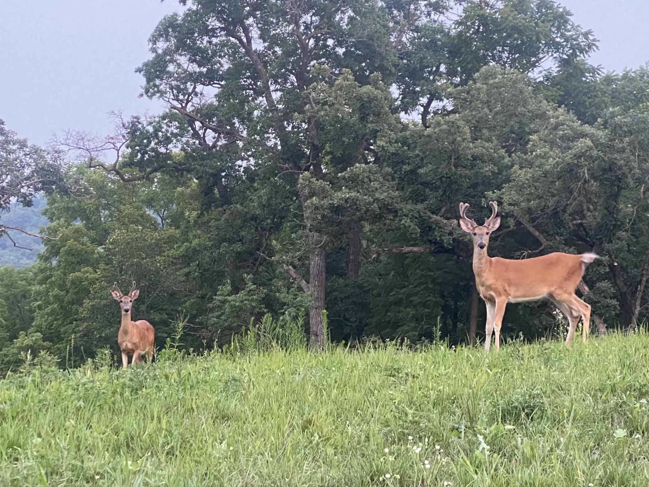 348 105th Street Northwest Oronoco, MN 55960 - Photo 46 of 50