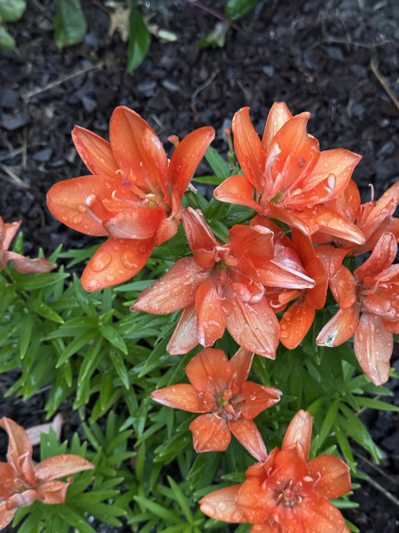 348 105th Street Northwest Oronoco, MN 55960 - Photo 47 of 50