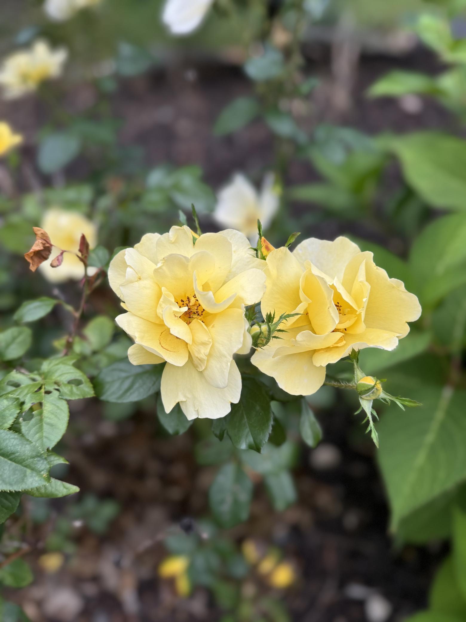 348 105th Street Northwest Oronoco, MN 55960 - Photo 48 of 50