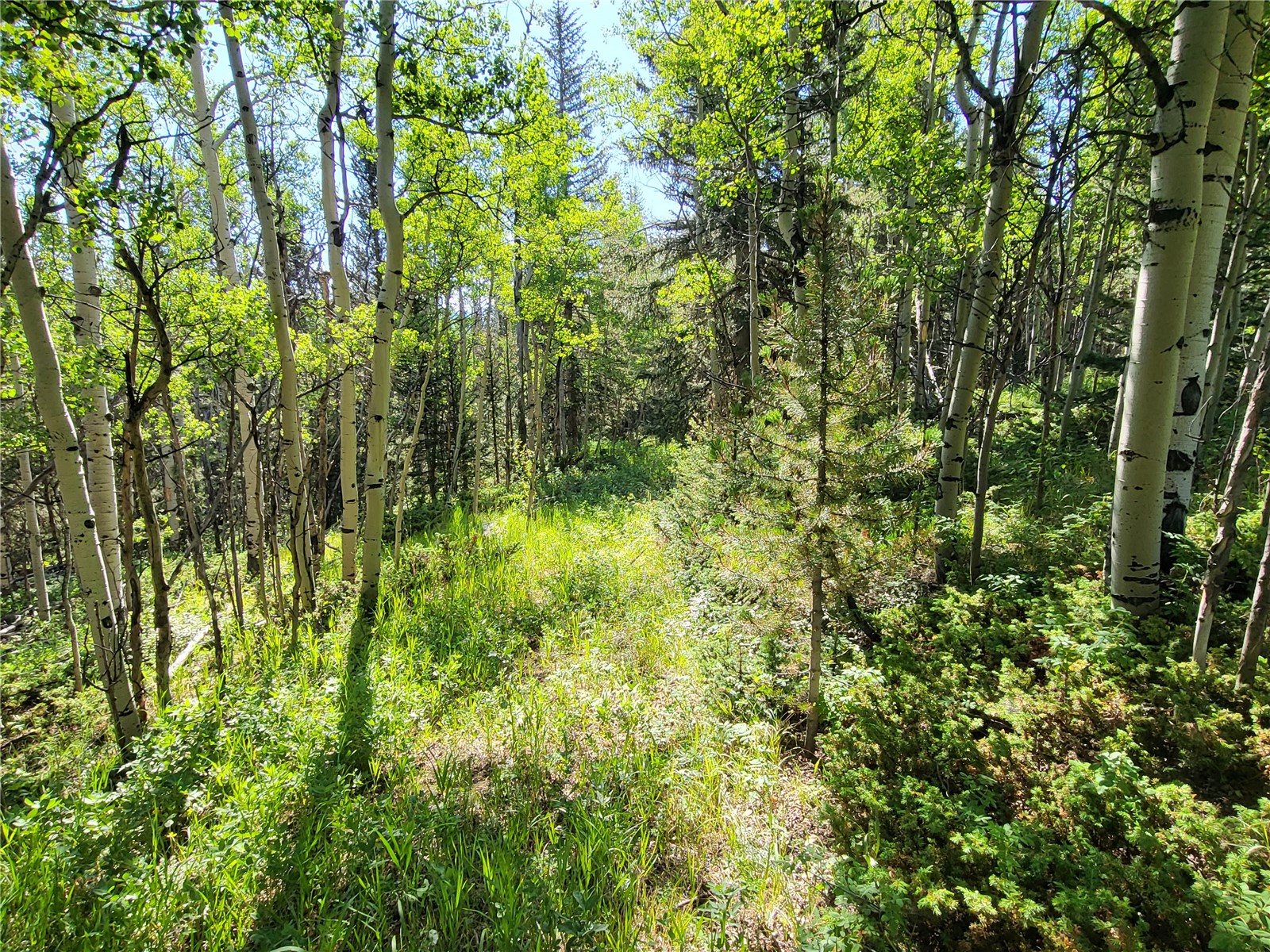 Tbd Michigan Hill Road Jefferson, CO 80456 - Photo 26 of 44