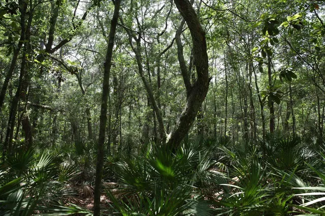 a view of a lush green forest