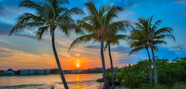 a view of ocean with palm trees
