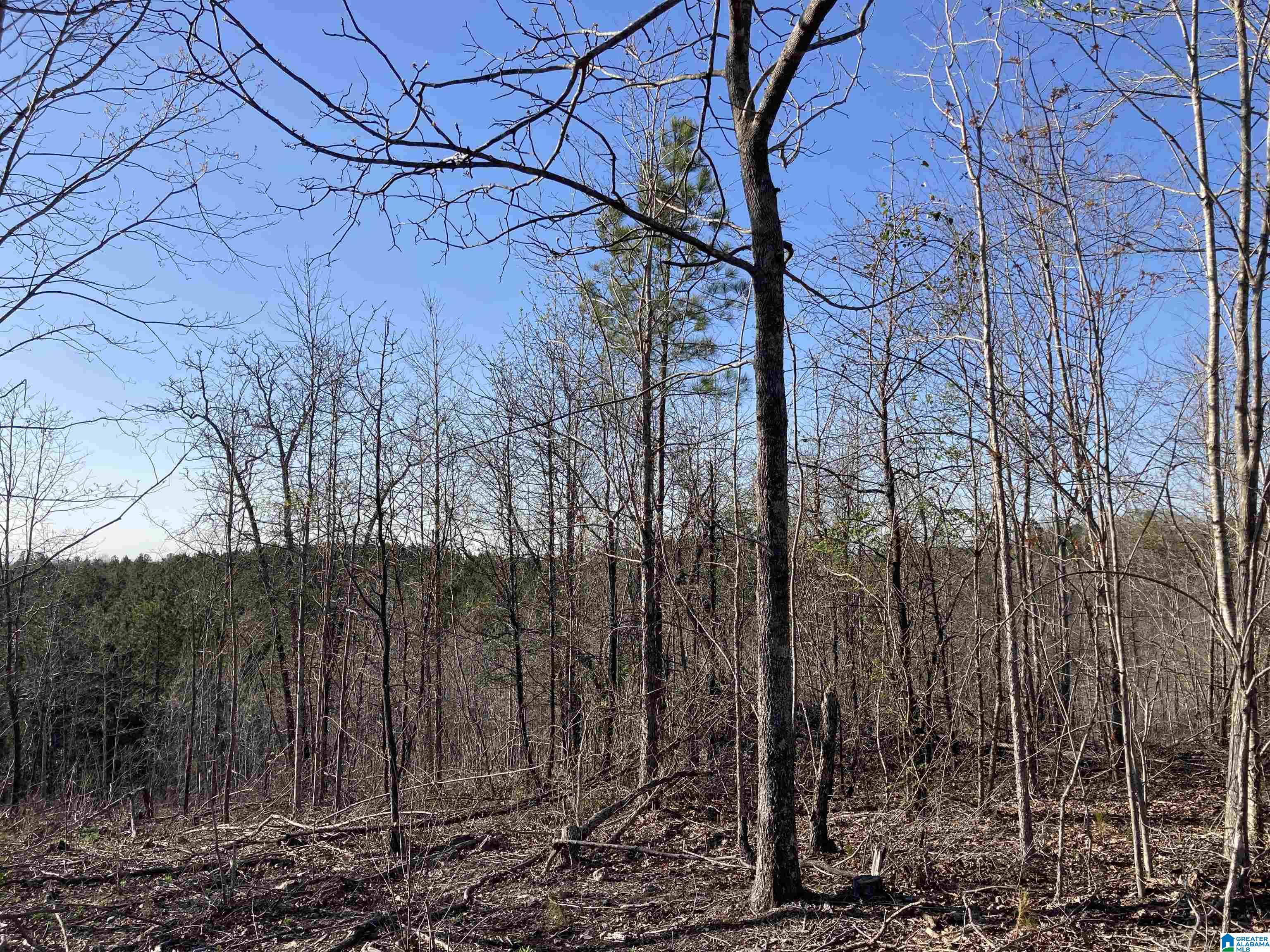 0 Jackson Trace Road, Unit 4 1 Talladega, AL 35160 - Photo 6 of 27
