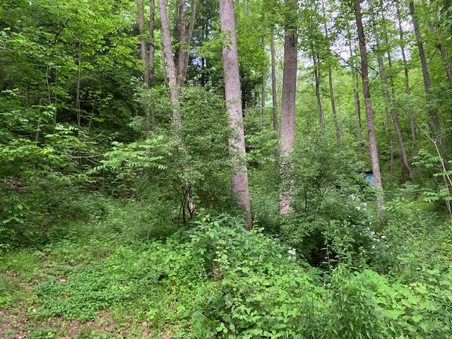6517 Walnut Grove Road Mendota, VA 24270 - Photo 31 of 34 IMG_0727