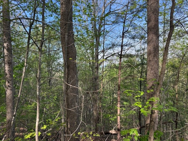 0 Mining Gap Road Young Harris, GA 30582 - Photo 5 of 5