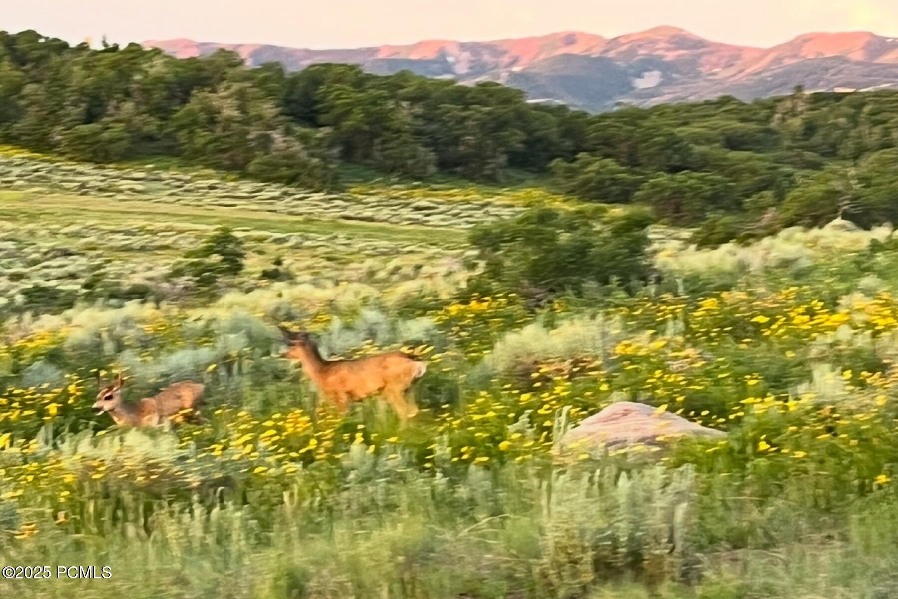 896 West Deer Hill Road Park City, UT 84098 - Photo 76 of 78