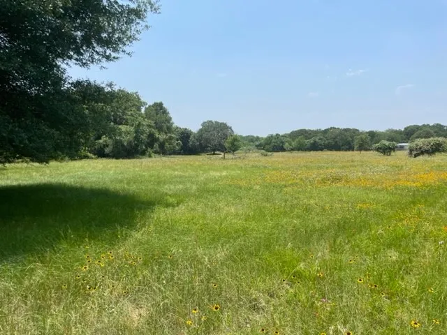 a view of a yard with a tree