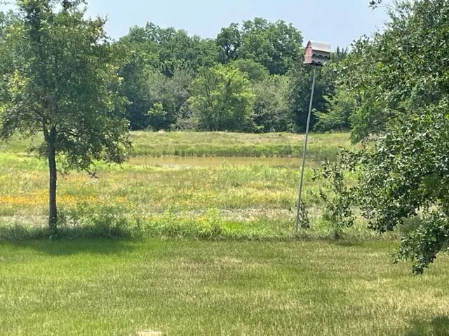 a view of a garden with a tree