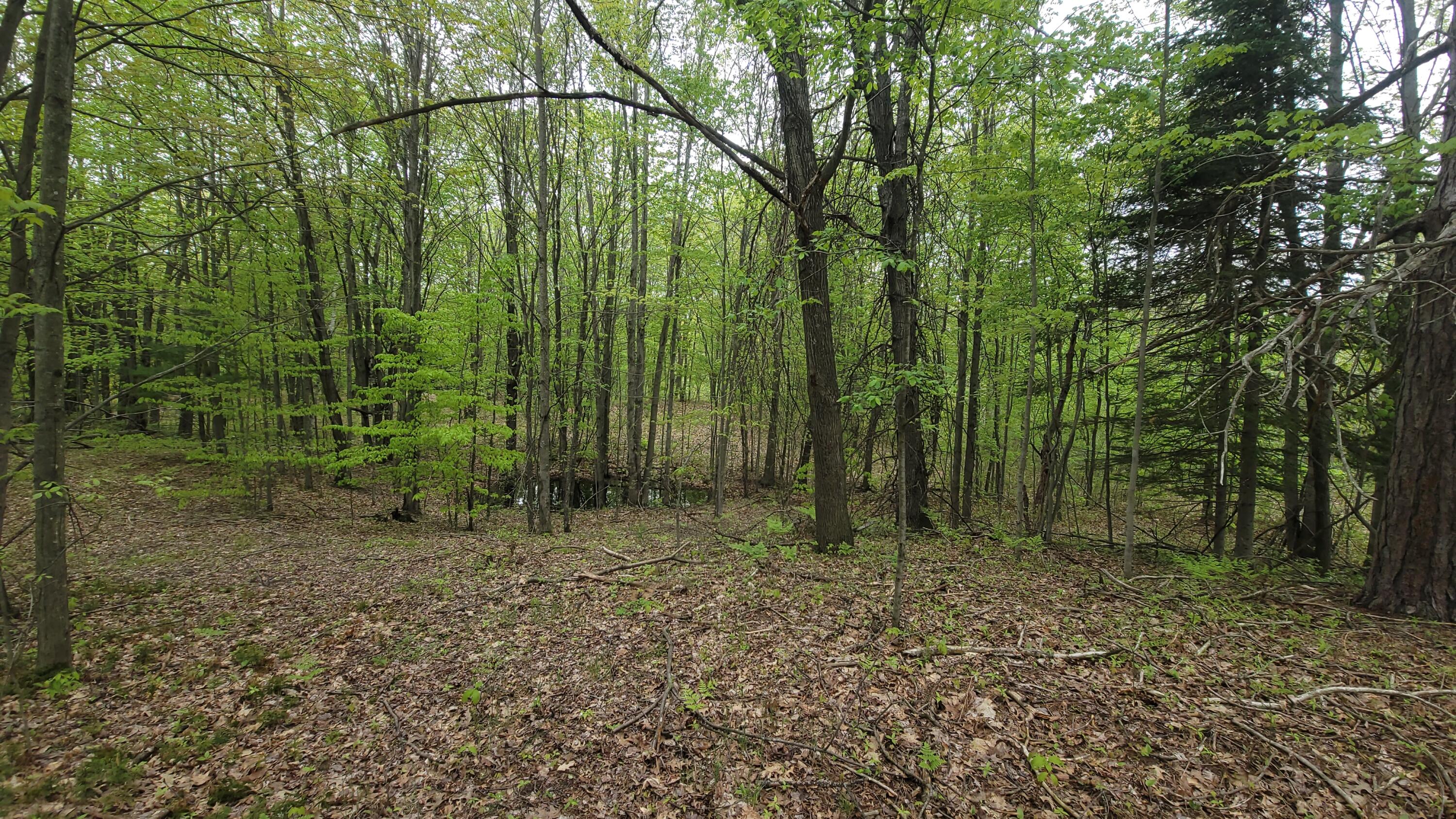 0 Cassidy Road Gladwin, MI 48624 - Photo 11 of 11 20250519_133011