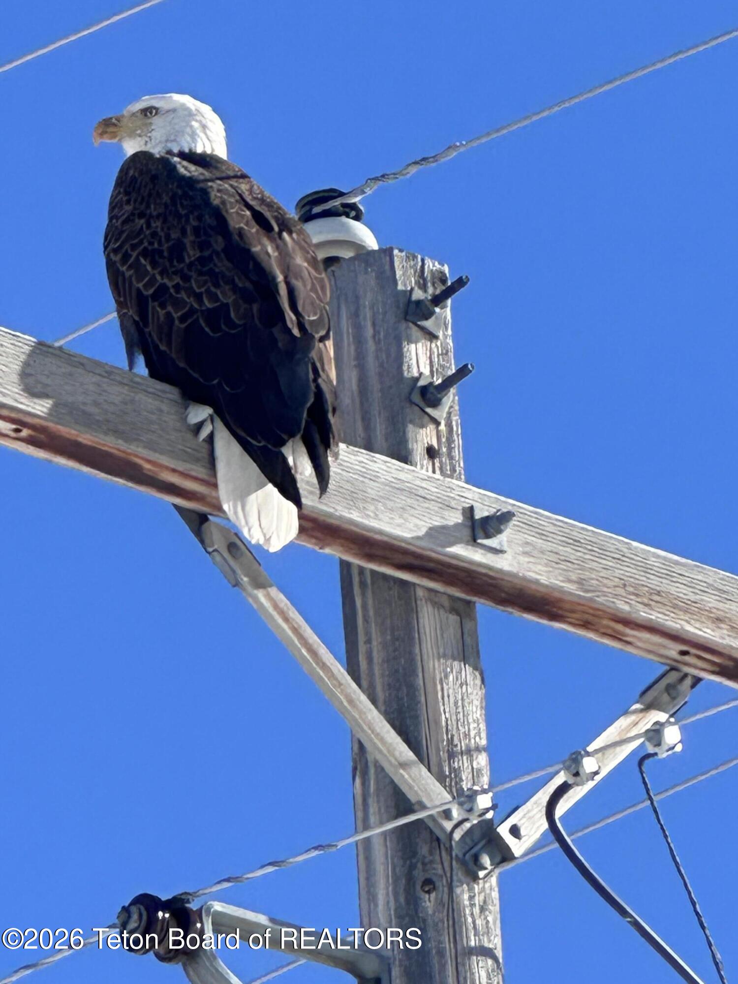 115 Spike Loop Etna, WY 83118 - Photo 11 of 72 IMG_8298