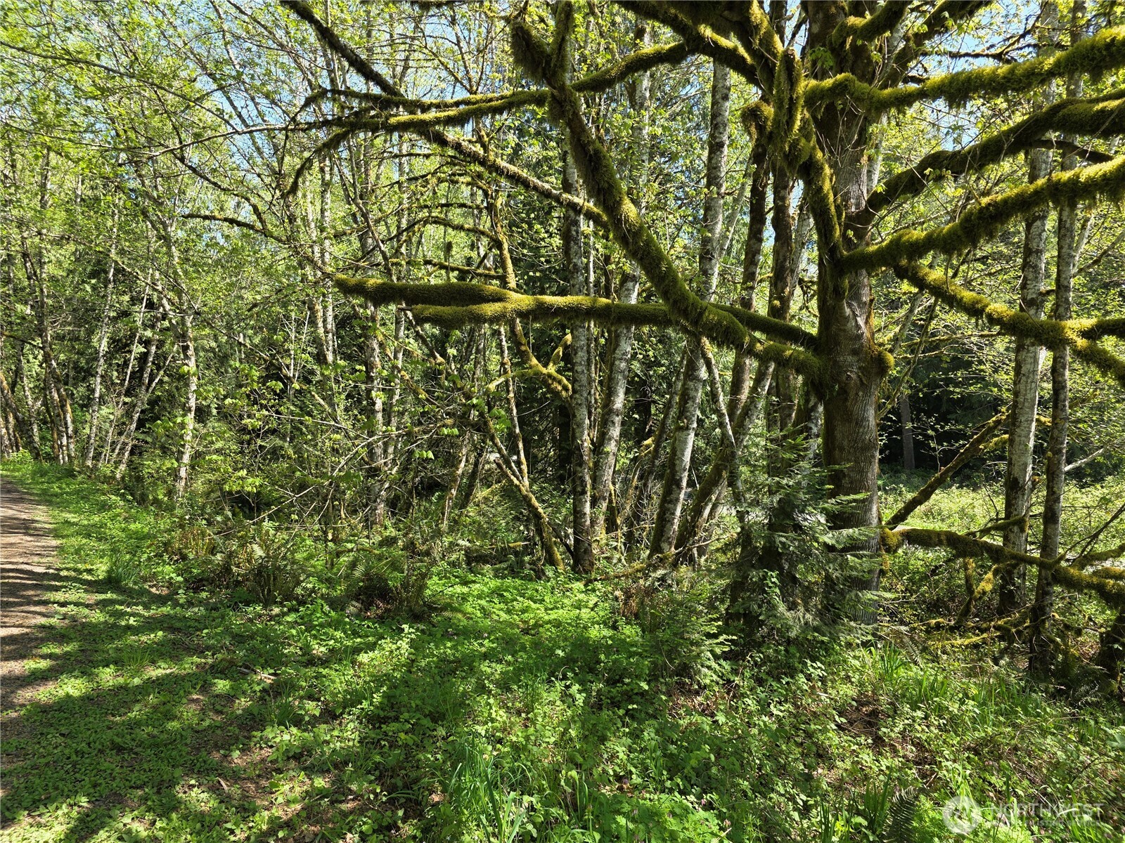 0 Mill Falls Lane Longview, WA 98632 - Photo 8 of 17 a backyard of a building with lots of plants