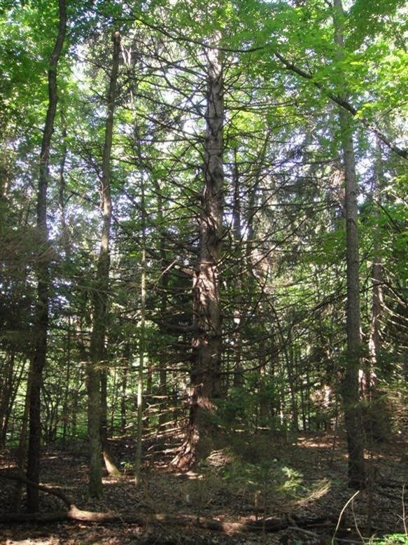 0 West Huron River Drive Dexter, MI 48130 - Photo 8 of 10 Photo 8