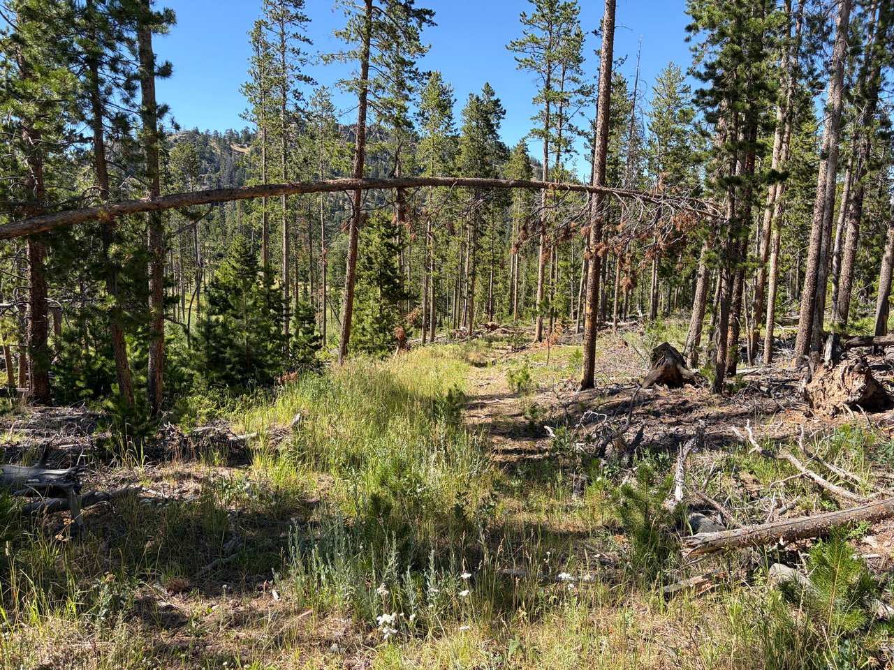 Pratt Creek Road Livermore, CO 80536 - Photo 5 of 18 Gallery Image 5