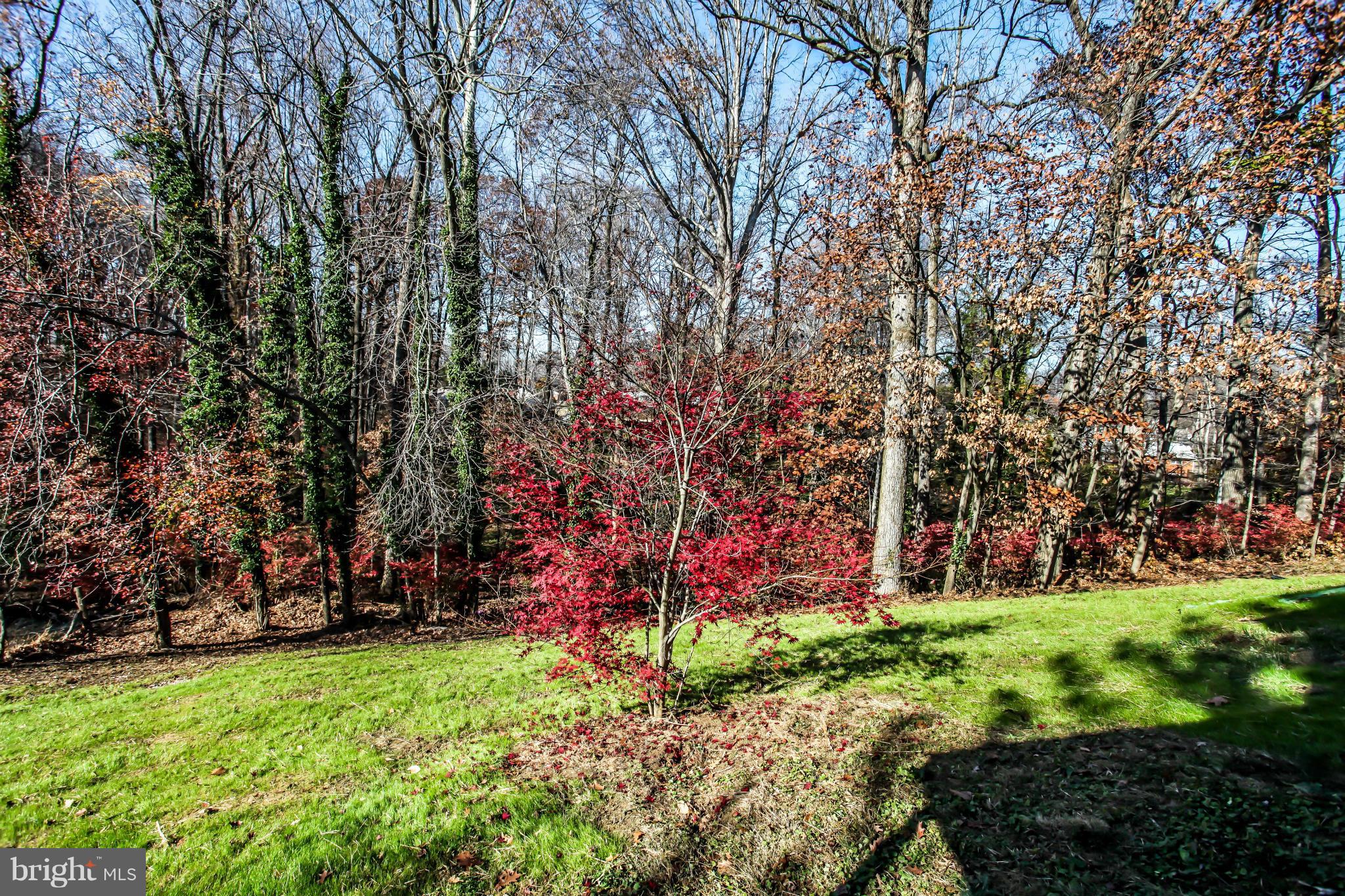 7620 Dunston Street Springfield, VA 22151 - Photo 24 of 24 a view of a backyard with large trees
