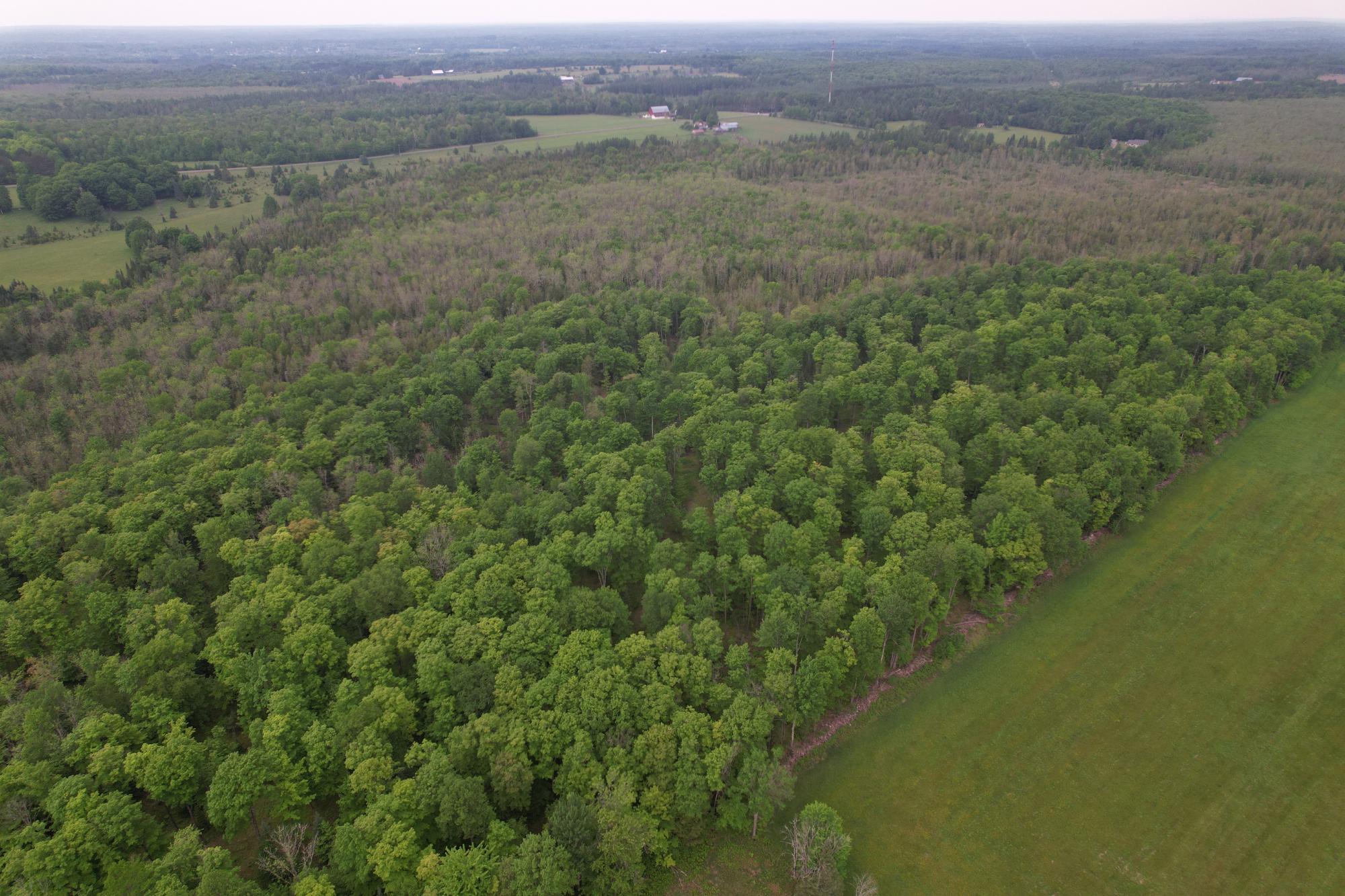 Off Creamery Road, Unit 40 ACRES Butternut, WI 54514 - Photo 4 of 21 Gallery Image 4