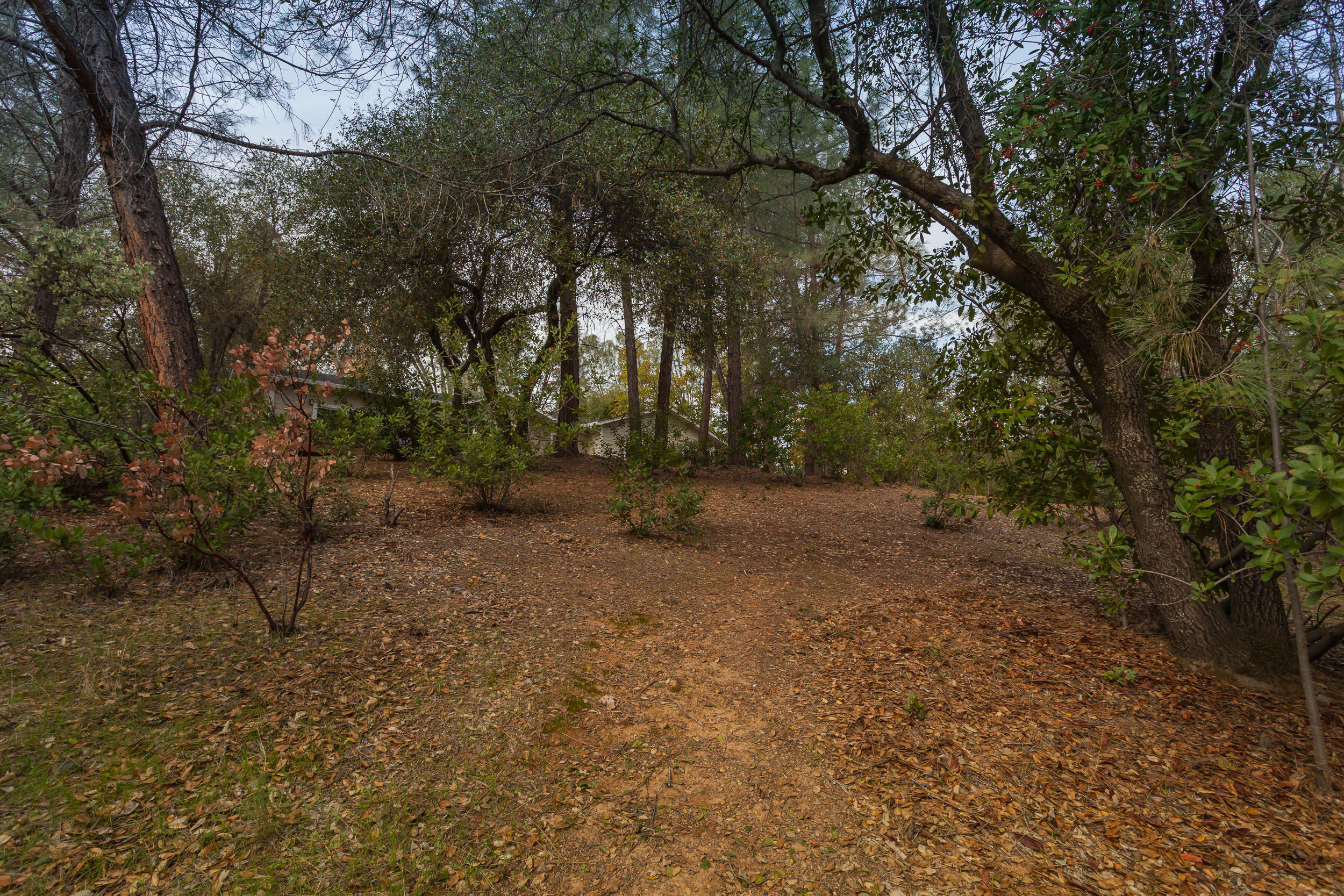 12199 Macs Road Redding, CA 96003 - Photo 36 of 36 a view of a forest with trees in the background