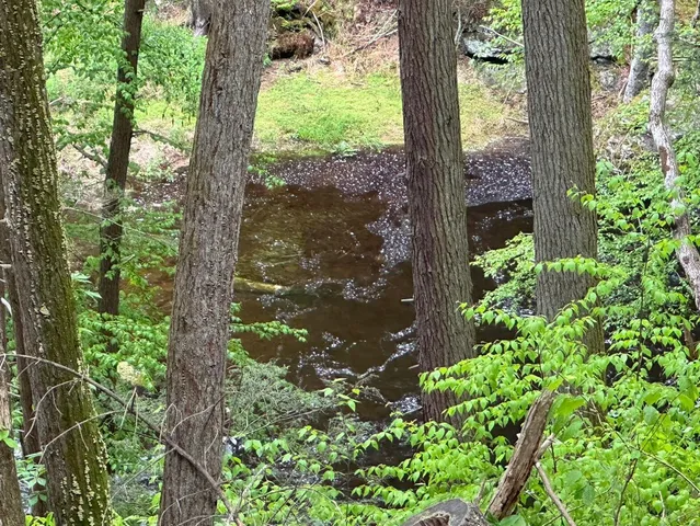 a view of a garden with plants