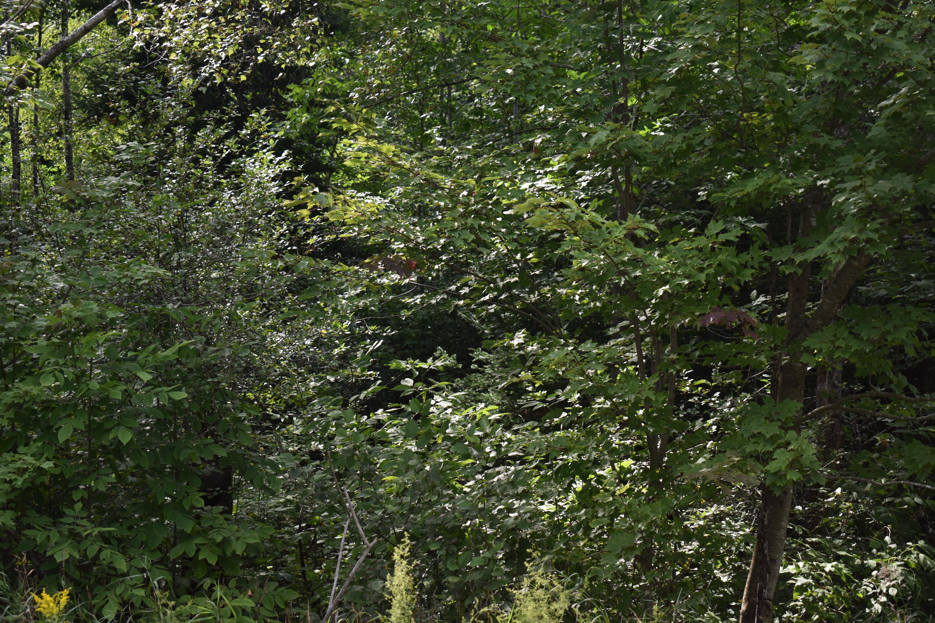 2 Pickle Ridge Road Springfield, ME 04487 - Photo 2 of 9 DSC_0219