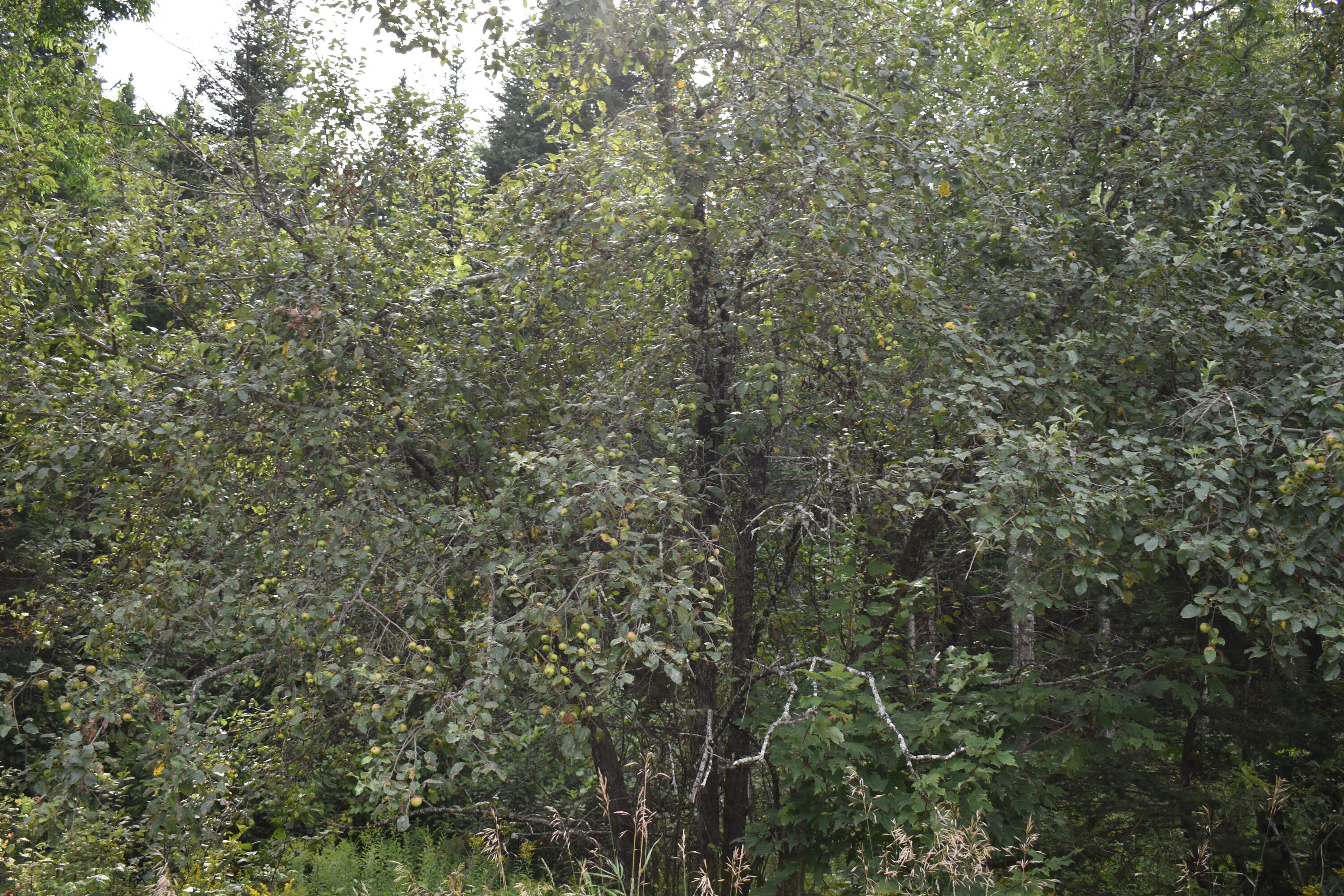 2 Pickle Ridge Road Springfield, ME 04487 - Photo 3 of 9 DSC_0221