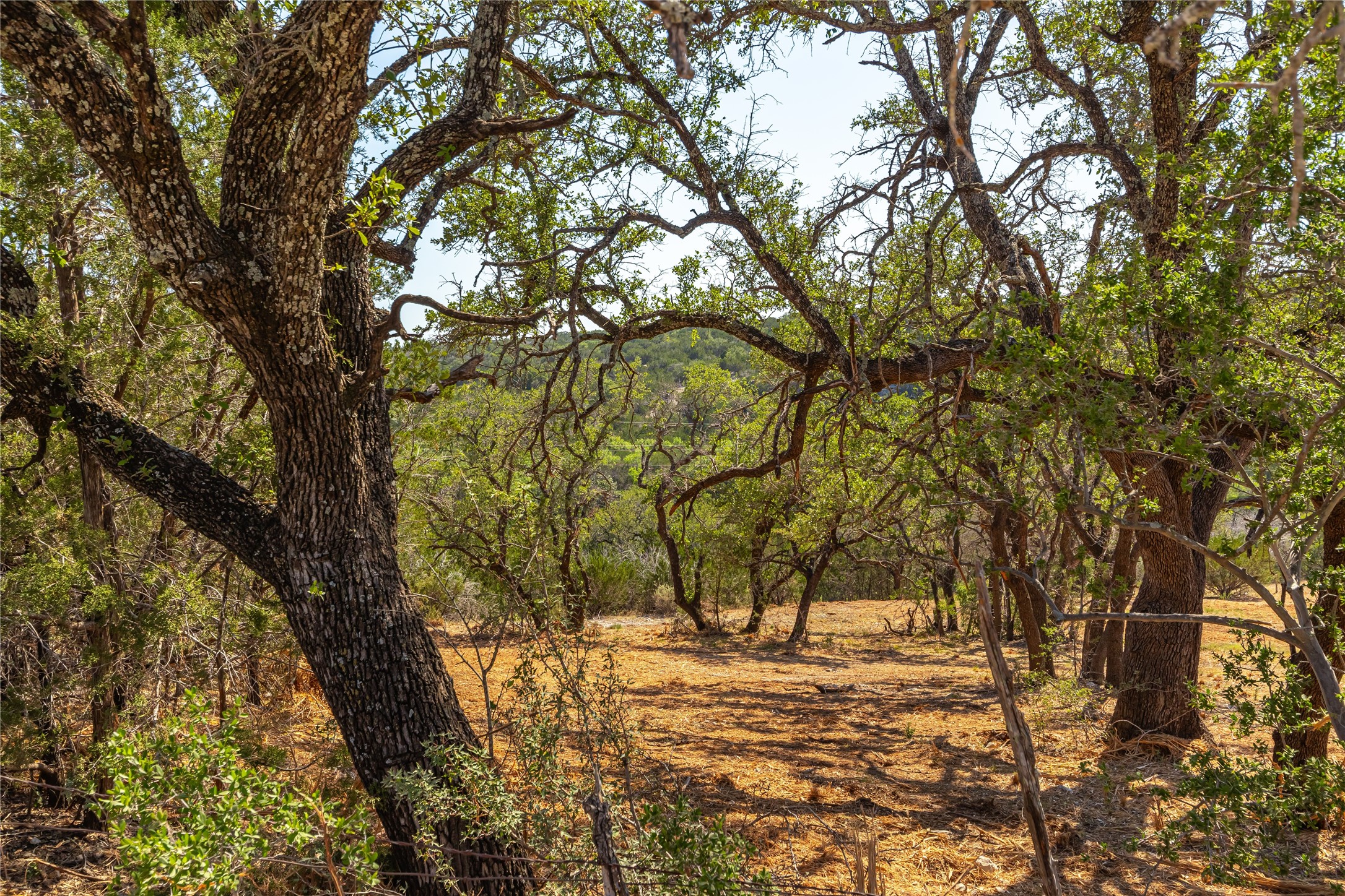 Lot 20 Seven Spring Dr Junction, Unit LOT 20 Junction, TX 76849 - Photo 13 of 40 a view of a yard with a tree
