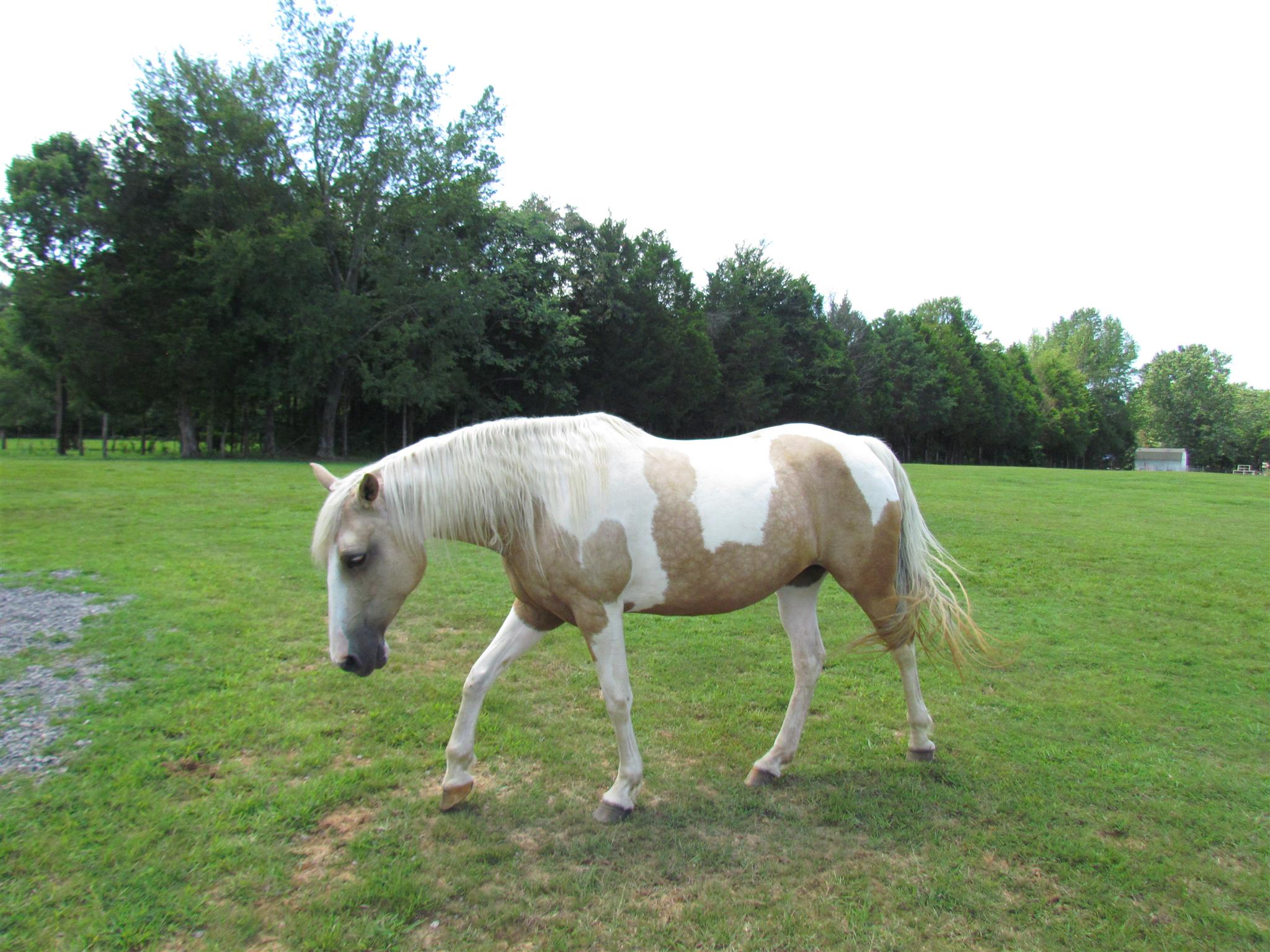 2325 Peyton Road Lebanon, TN 37087 - Photo 8 of 30 This mini ranch is ready for you and your horses.