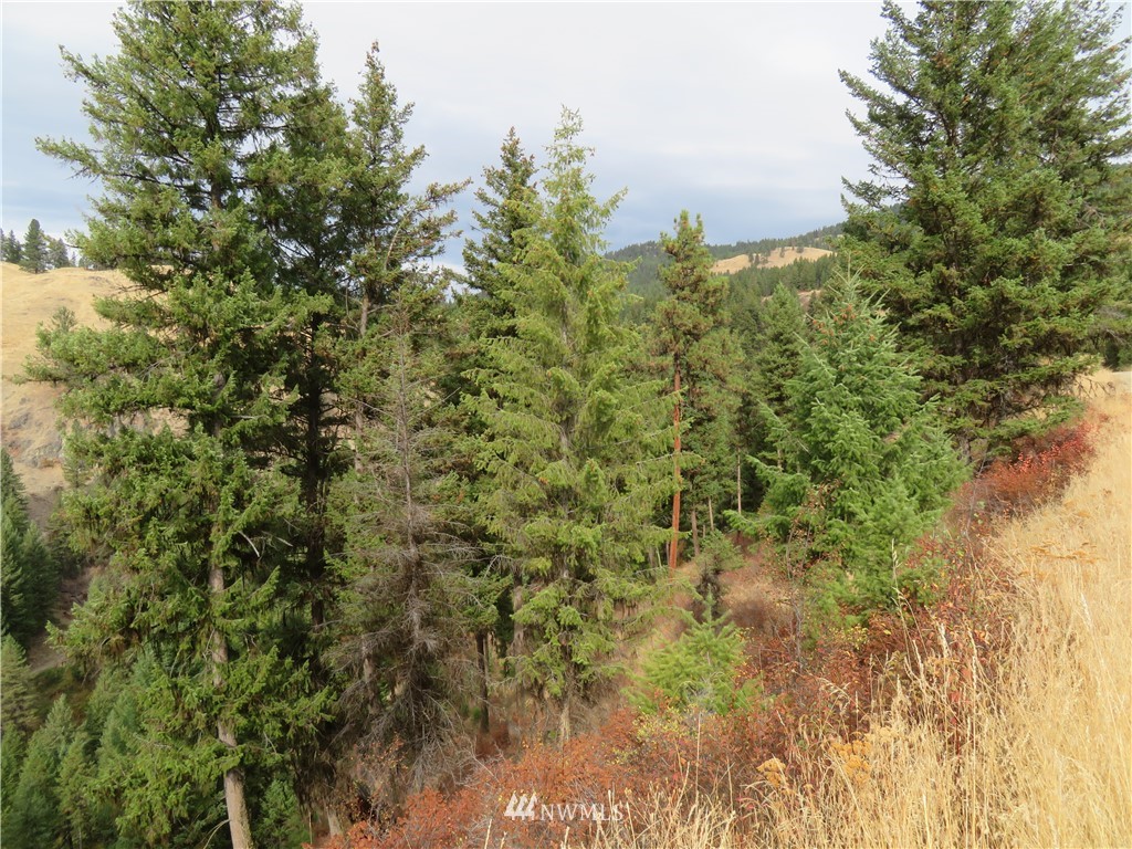 67 Sugar Loaf Road Curlew, WA 99118 - Photo 31 of 31 Gallery Image 31