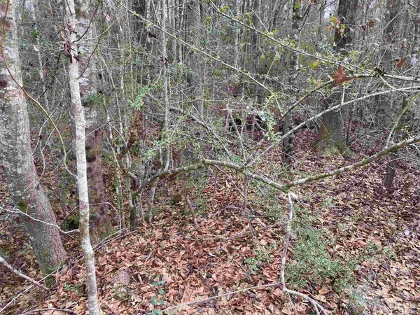 $875,000 | 0 Hwy 4 Jay, Jay, FL 32565