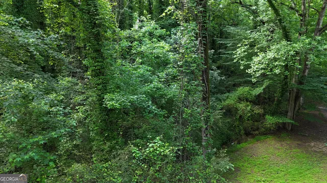view of a lush green forest with lots of trees