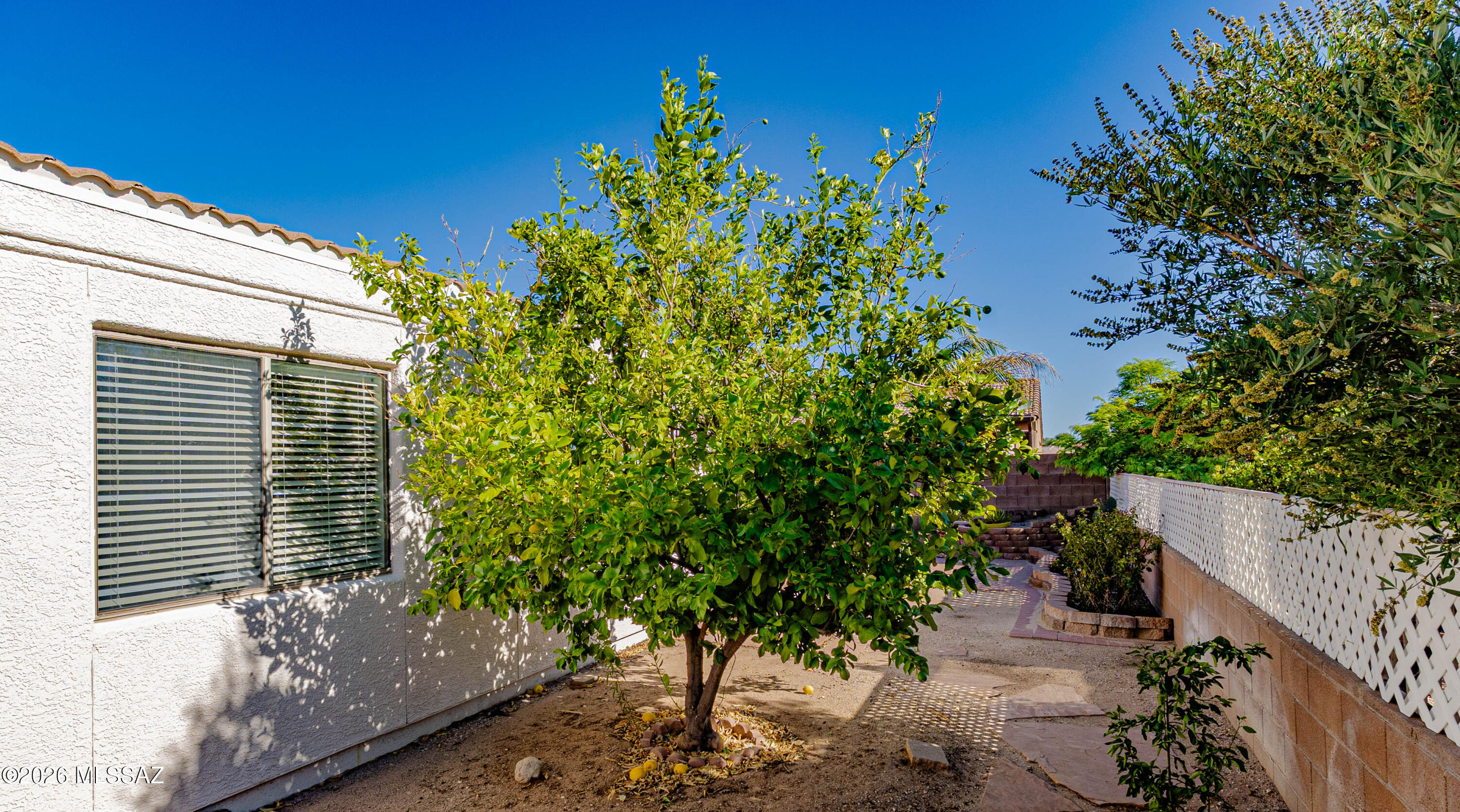 446 West Silvertip Road Tucson, AZ 85737 - Photo 46 of 51 Mature Tree