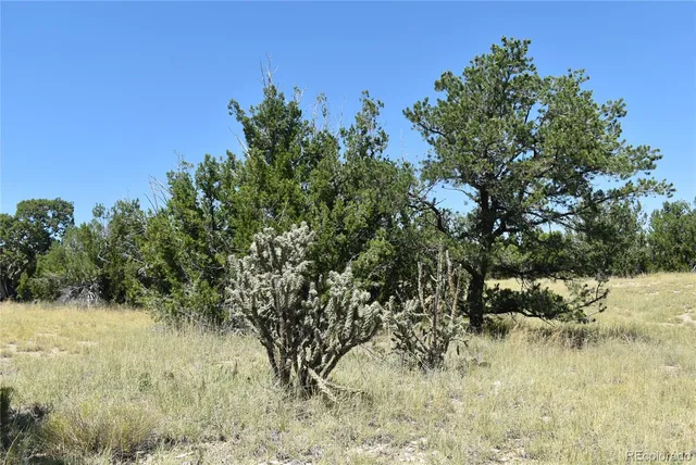 a view of a field with trees in background