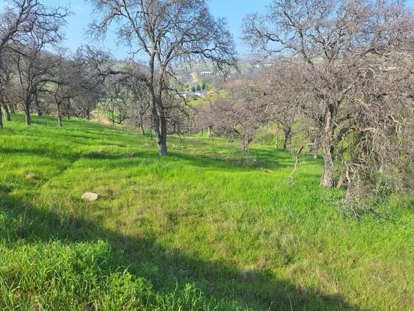 a view of a trees with a yard