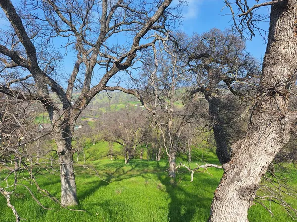 a backyard of a house with lots of green space