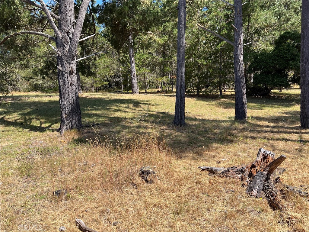 0 Warren Road Cambria, CA 93428 - Photo 15 of 29 a view of a yard with a tree