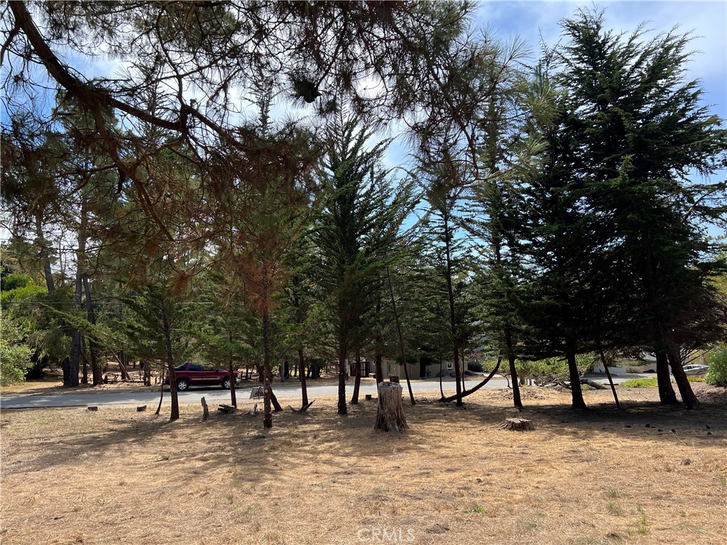 0 Warren Road Cambria, CA 93428 - Photo 23 of 29 a view of a park with a tree