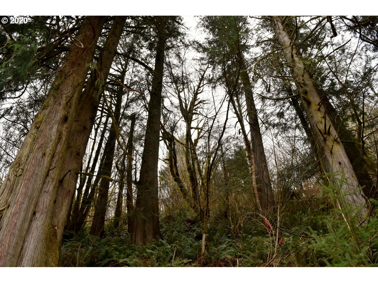 7421 North Fork Road Florence, OR 97439 - Photo 21 of 31 Gallery Image 21