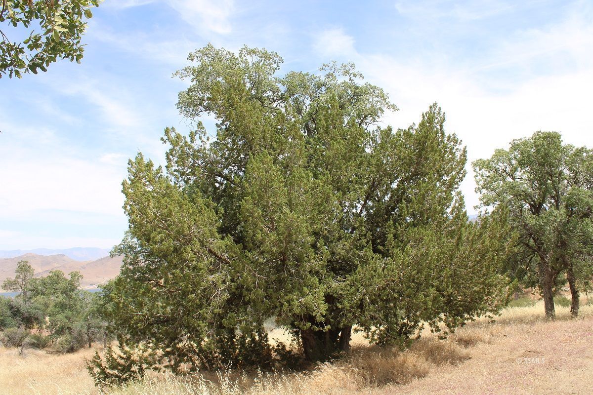 Old State Road Wofford Heights, CA 93285 - Photo 25 of 33 Gallery Image 25