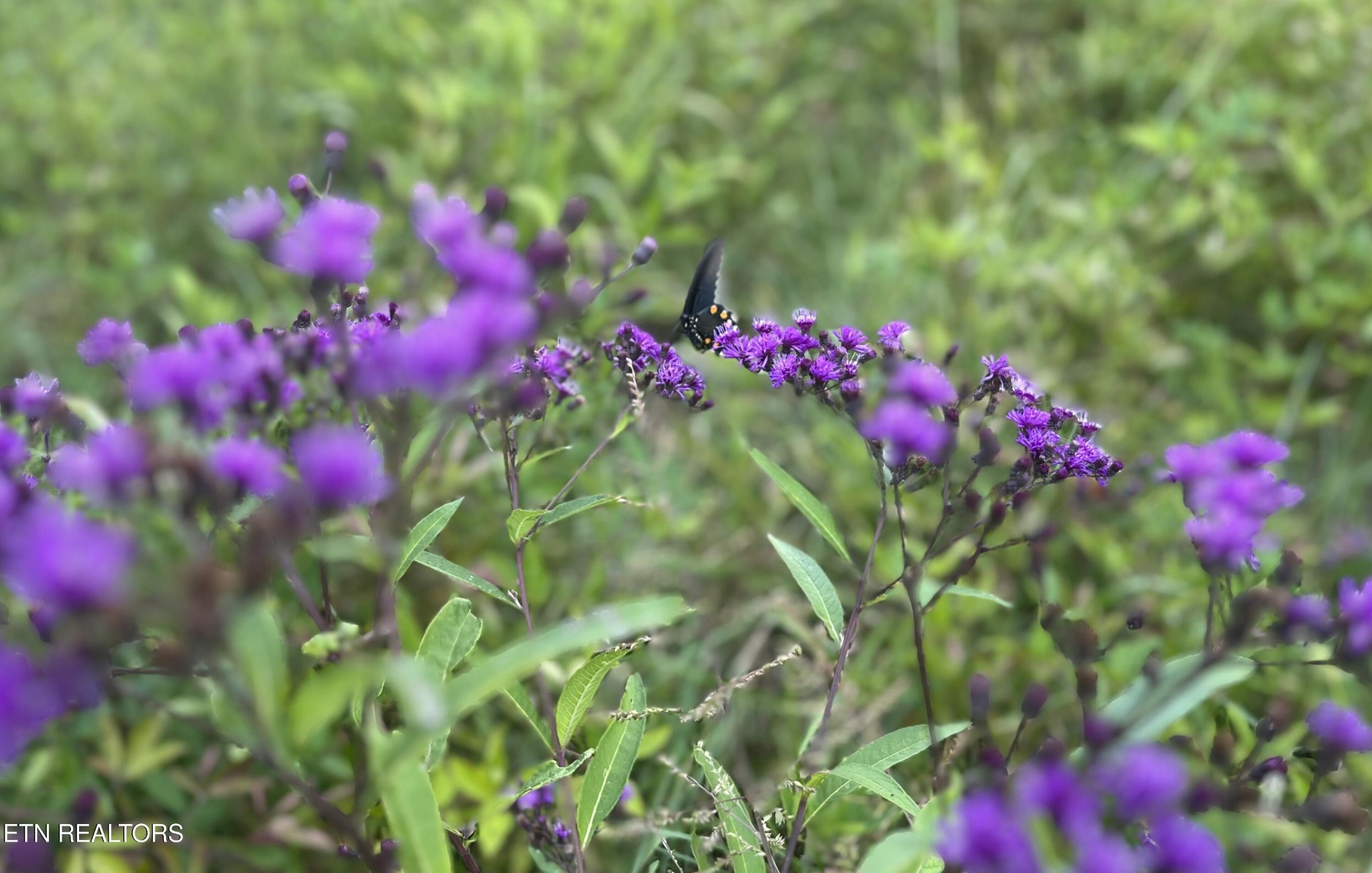 864 Bullrun Valley Drive Heiskell, TN 37754 - Photo 12 of 12 a view of a flower
