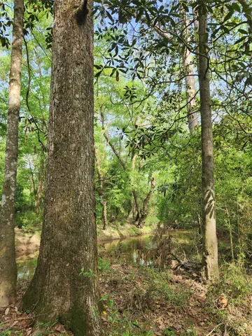 a close up of a plant in a garden