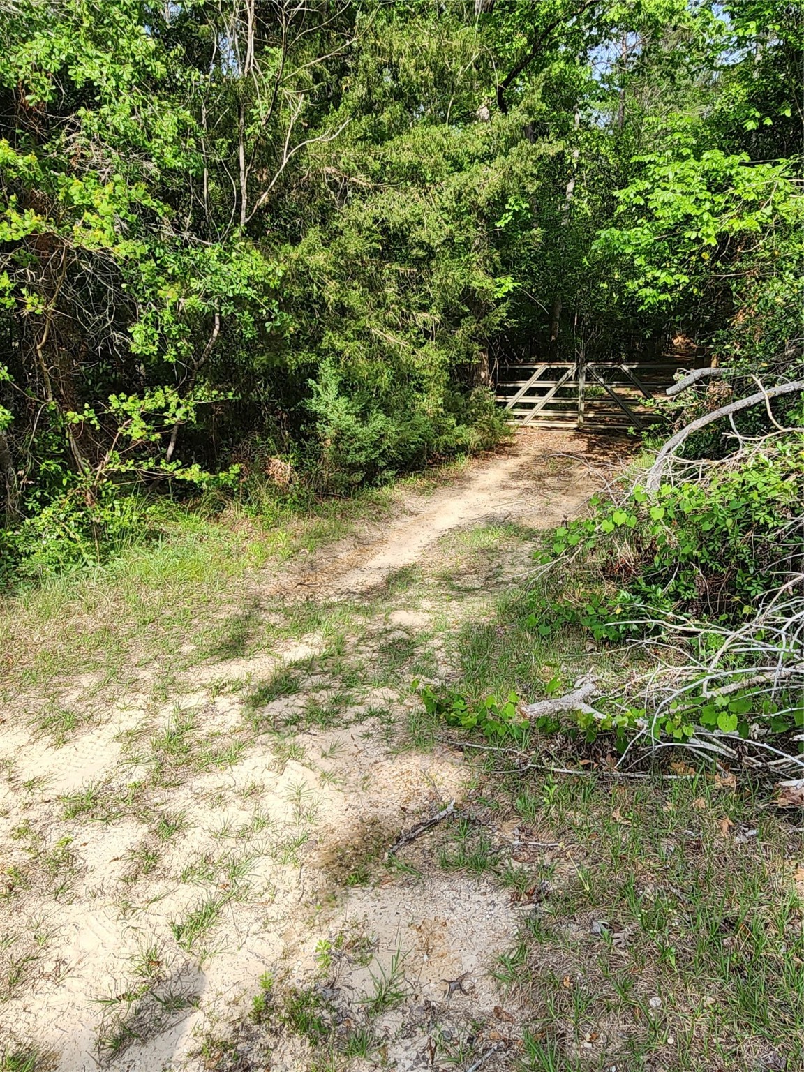 Tbd Ward Road Splendora, TX 77372 - Photo 15 of 15 a view of a yard with plants and trees