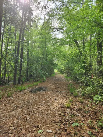 a view of a yard with plants and large trees