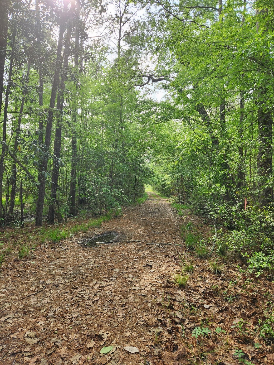 Tbd Ward Road Splendora, TX 77372 - Photo 2 of 15 a view of a yard with plants and large trees