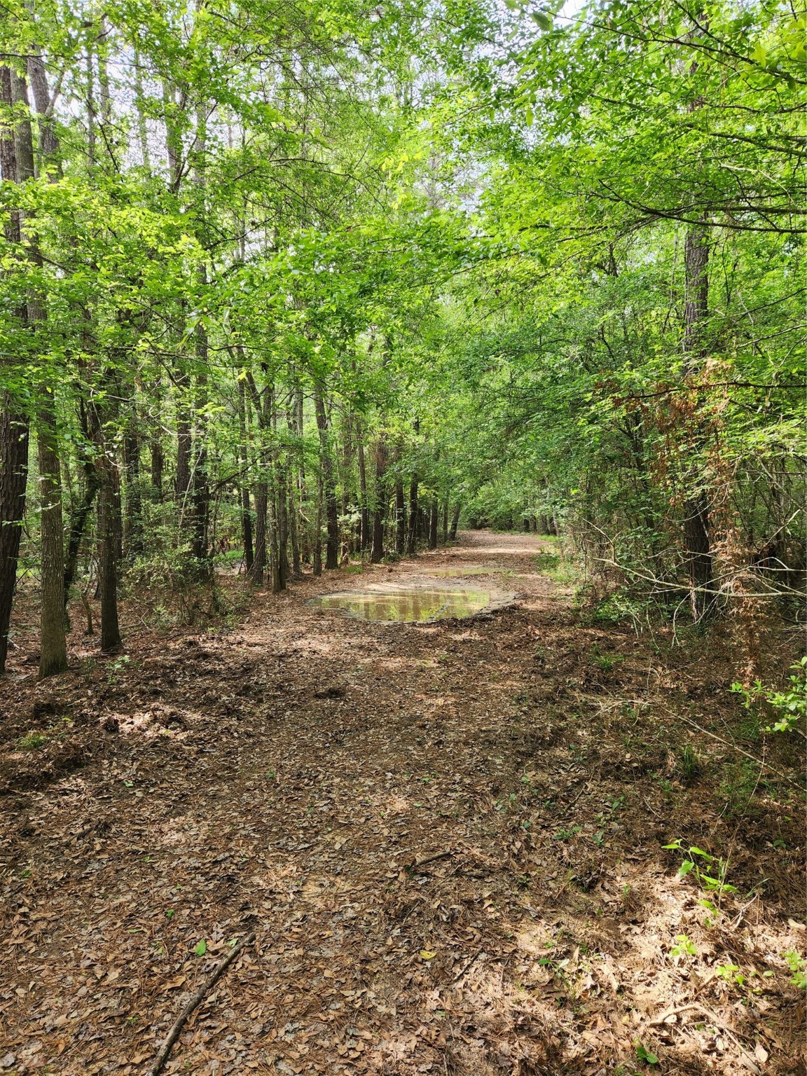 Tbd Ward Road Splendora, TX 77372 - Photo 3 of 15 a view of outdoor space and yard