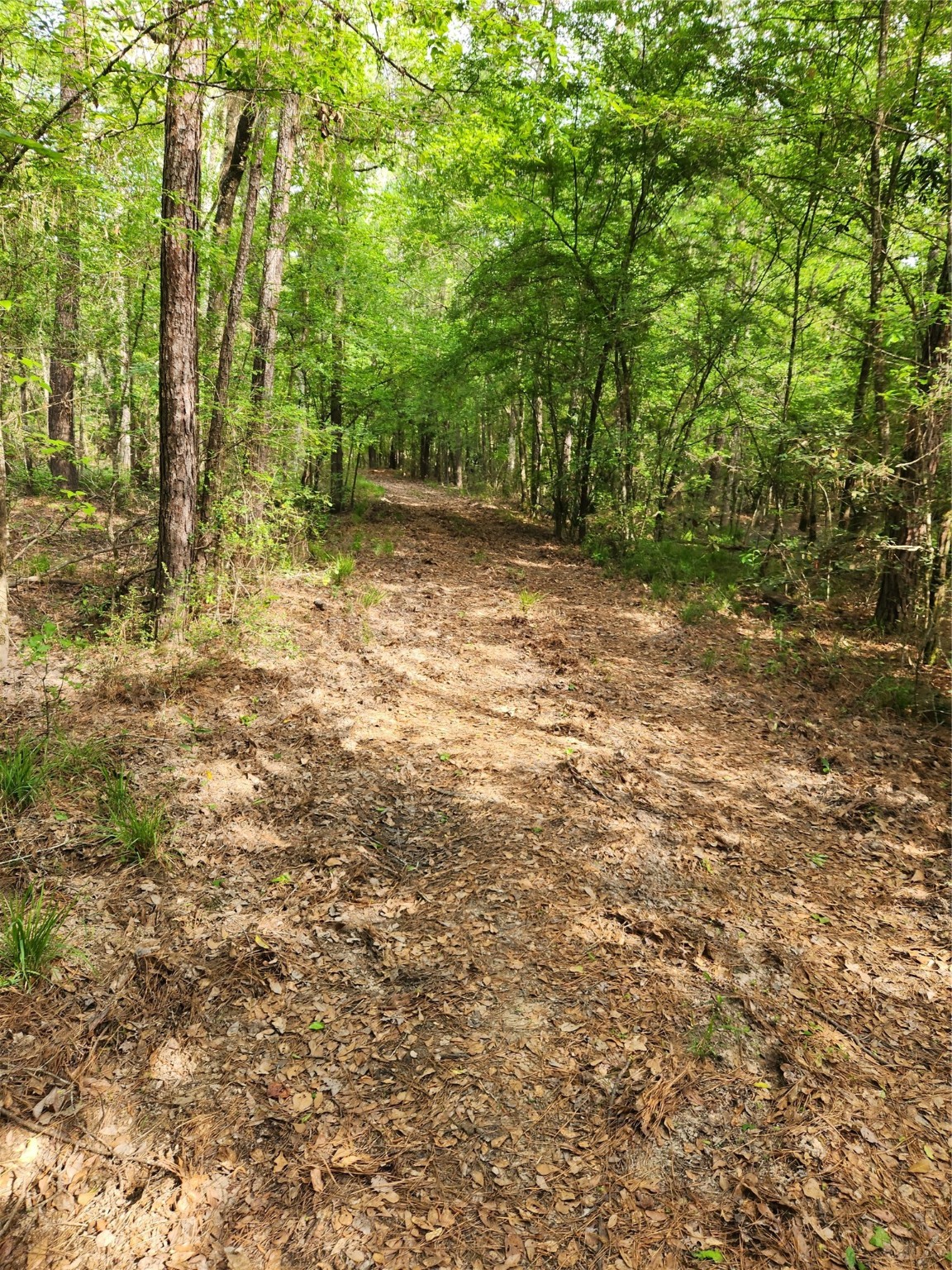 Tbd Ward Road Splendora, TX 77372 - Photo 4 of 15 a view of a yard with plants and large trees