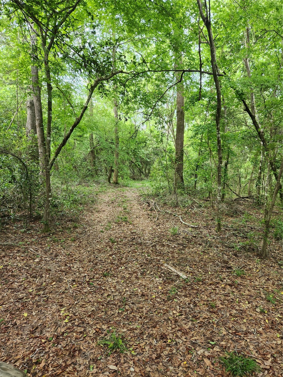 Tbd Ward Road Splendora, TX 77372 - Photo 5 of 15 a big yard with lots of green space and deers