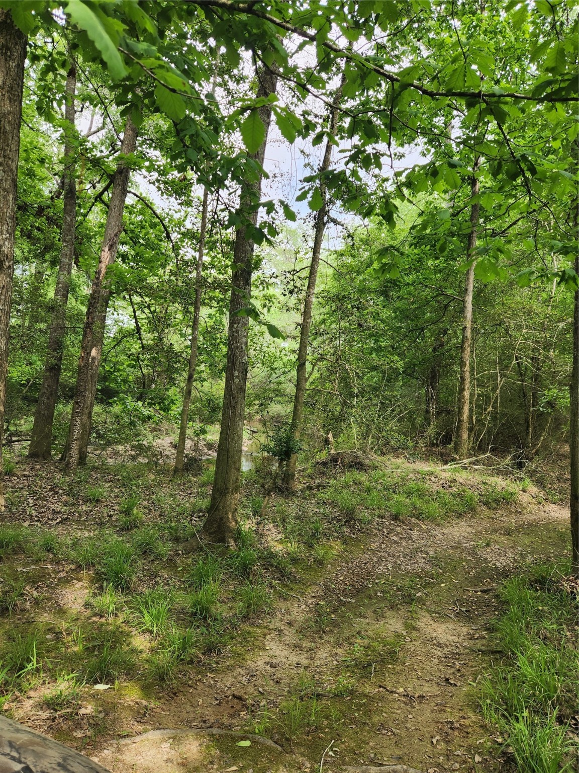 Tbd Ward Road Splendora, TX 77372 - Photo 8 of 15 a view of outdoor space and green space