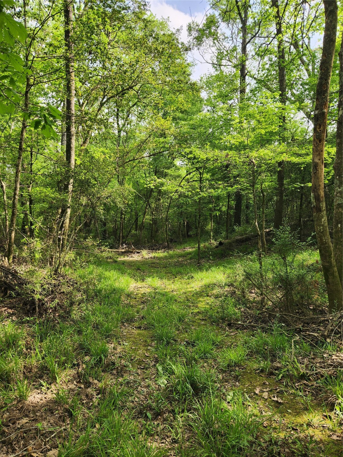 Tbd Ward Road Splendora, TX 77372 - Photo 9 of 15 a view of outdoor space and yard