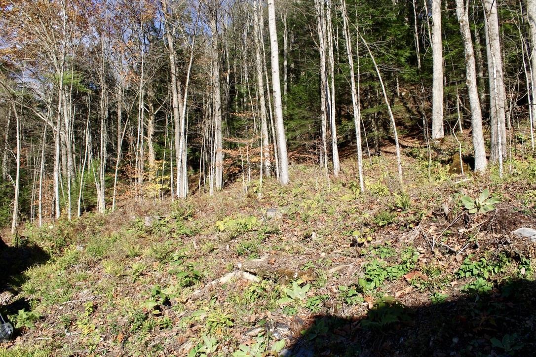 1066 Country Club Road Brandon, VT 05733 - Photo 17 of 19