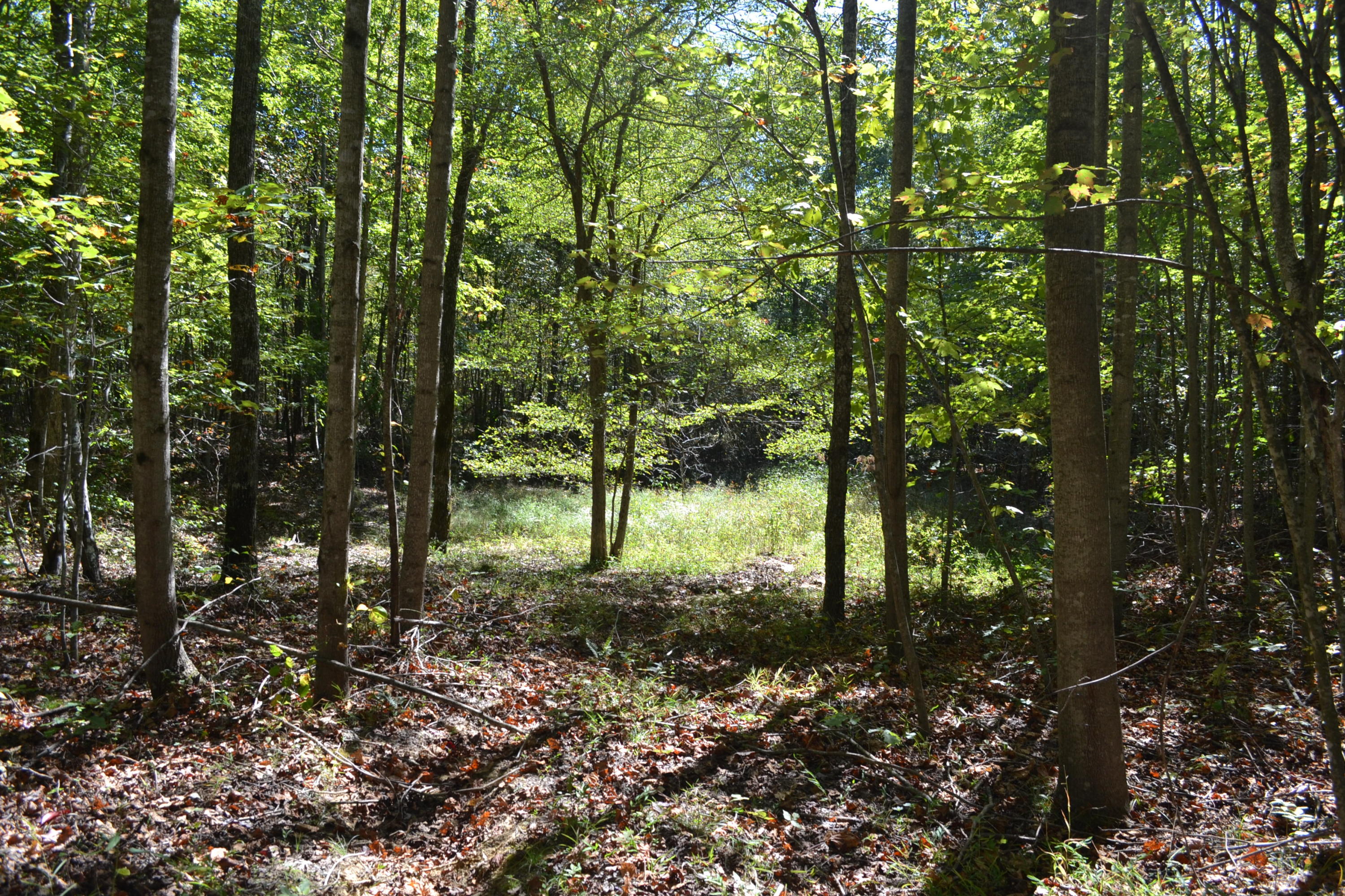 26.14-ac C Road Whitwell, TN 37397 - Photo 3 of 9 25
