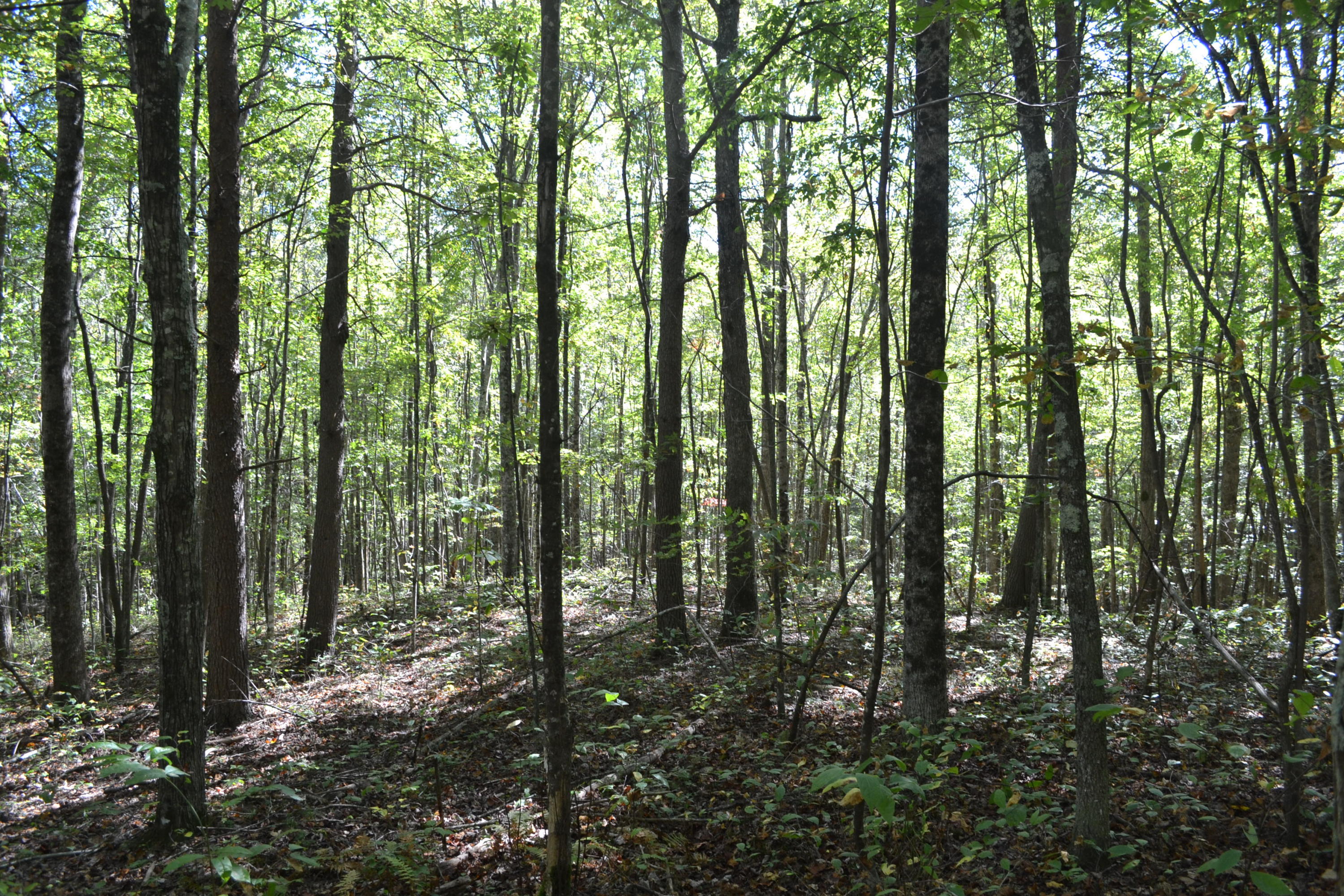 26.14-ac C Road Whitwell, TN 37397 - Photo 4 of 9 22